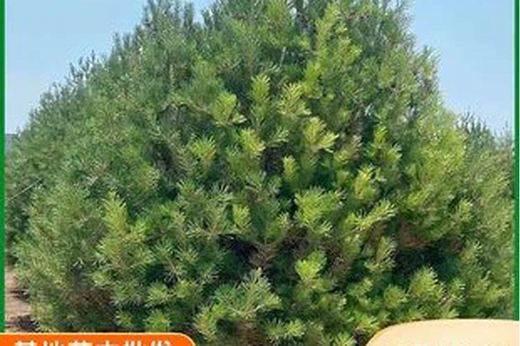 冬季白皮松上什么化肥好