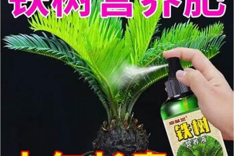 铁树用什么肥料比较好