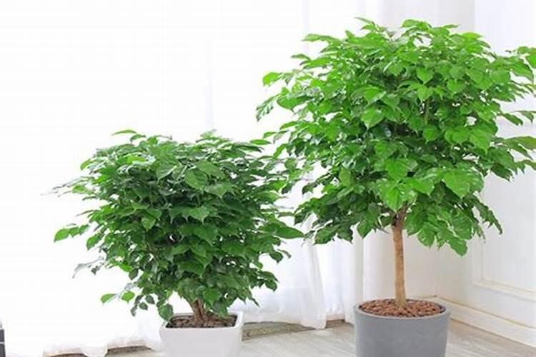 水溶肥十大名牌,摩力水溶肥效果极好