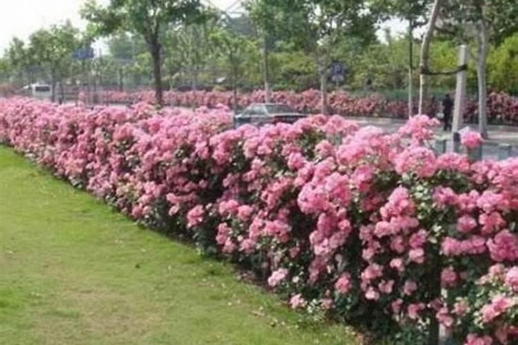 蔷薇花怎么施肥