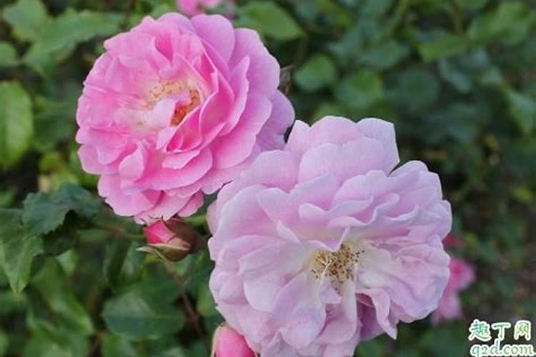 月季花 蔷薇花秋季施什么肥料