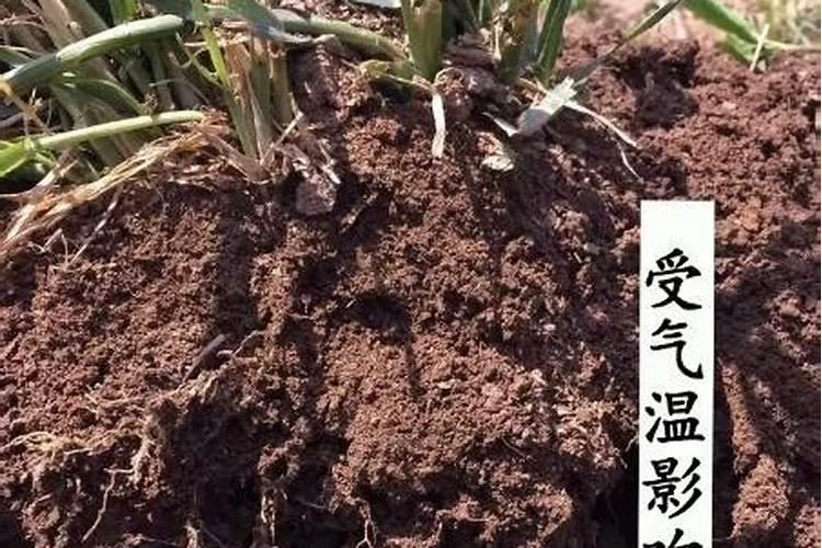 植物对钙的吸收以主动吸收为主对吗