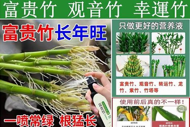 水养观音竹没有营养液,还可以放什么肥料？