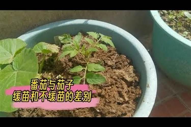 磷肥可以直接撒在菜苗上吗