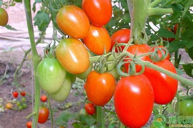 西红柿施什么肥料最好