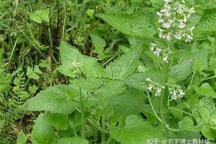 荆芥用什么肥料好,如何施肥请问盆栽大叶荆芥开花后需要施肥吗施什么肥...