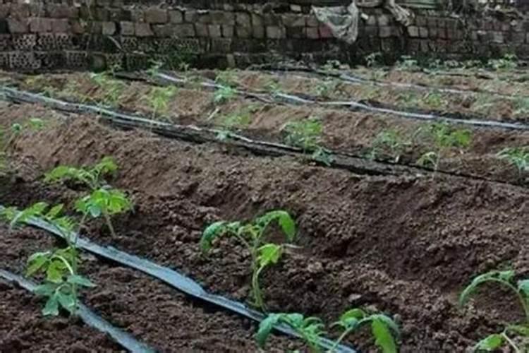 番茄喜肥吗 喜欢施什么肥料