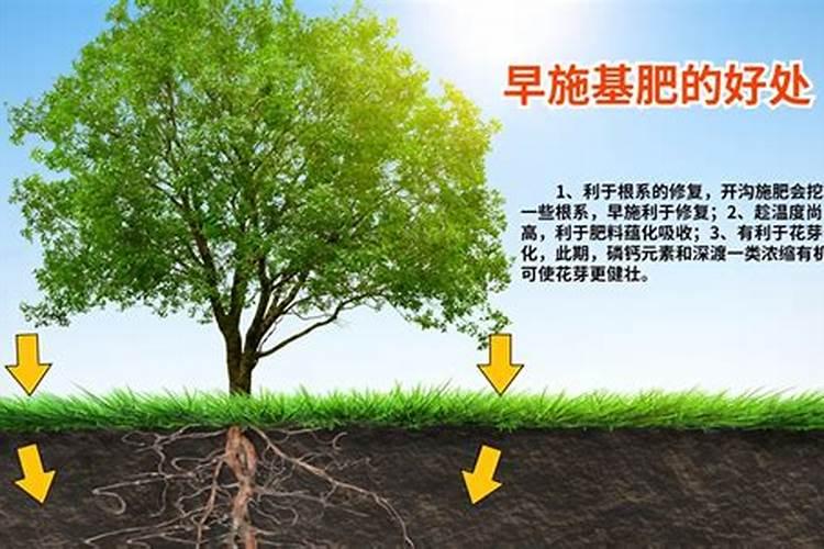 大樱桃树秋施基肥为什么重要？不同树龄的树,施肥量多少合适？