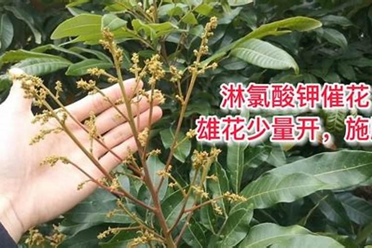 龙眼催花有哪些技术要点？