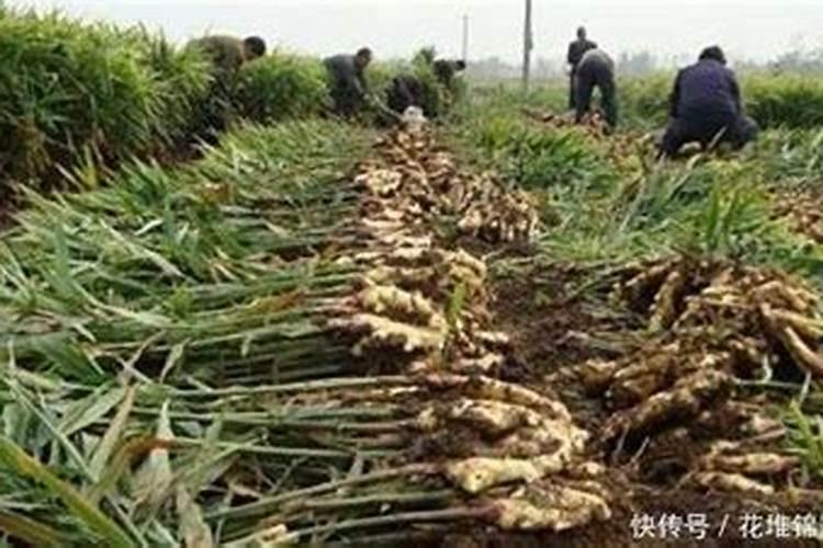 大豆重茬用什么肥