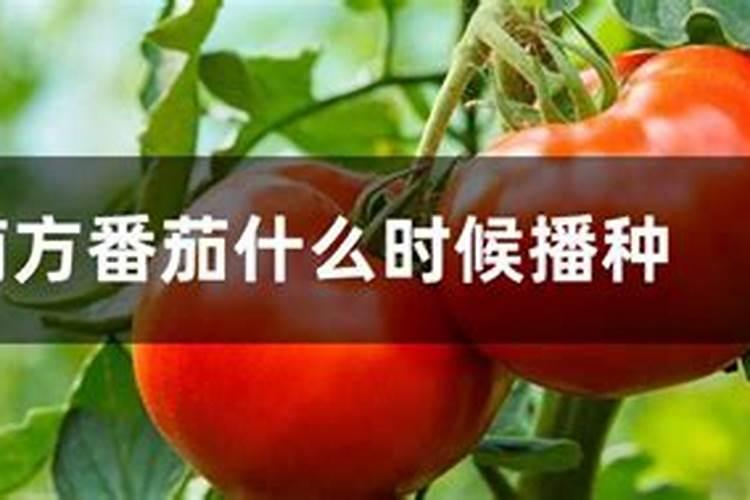 西红柿上什么肥好