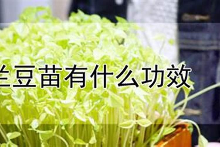 碗豆尖的种植方法视频