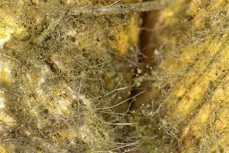发霉的花生可以做肥料吗 怎样处理才能做花肥使用