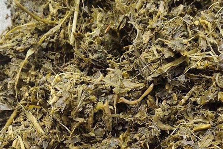 鱼蛋白灌根几天见效