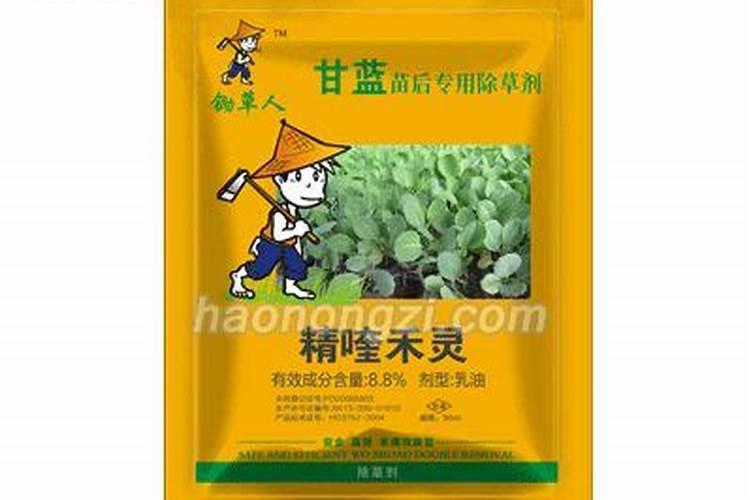 芸苔素多久喷一次比较合适呢？该怎么喷？