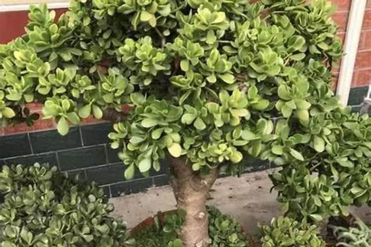 玉树的四季养护方法