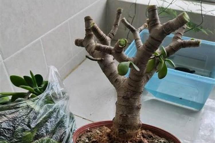 熊童子什么时候开花