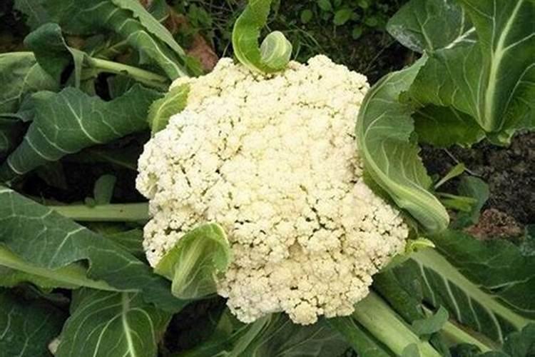 露天过冬的花菜怎么种植