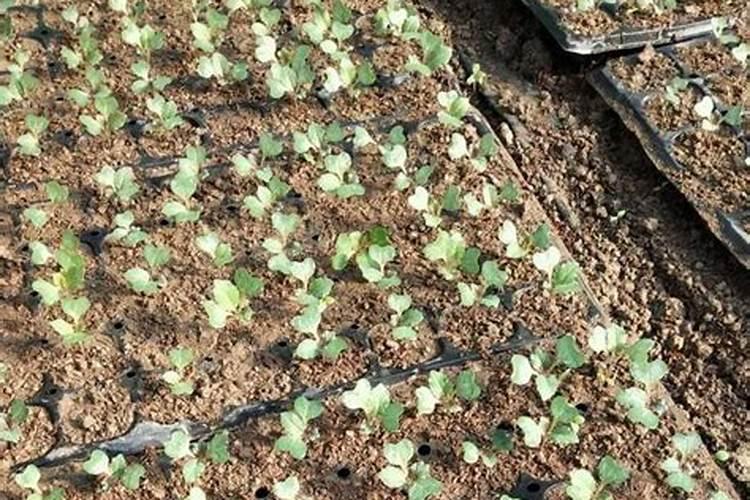 花菜防冻用什么方法 花菜防冻用什么方法最合适