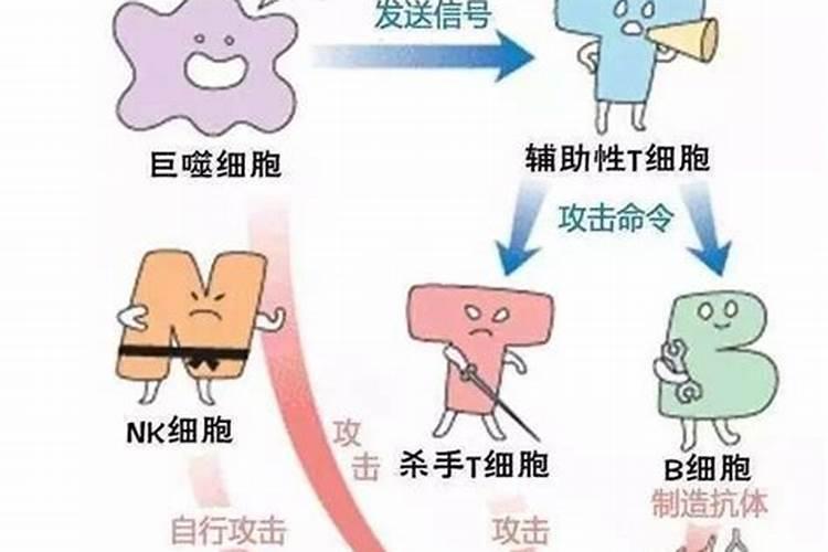 日本白雪茸功效作用,是交智商税么？食用后的副作用有哪些