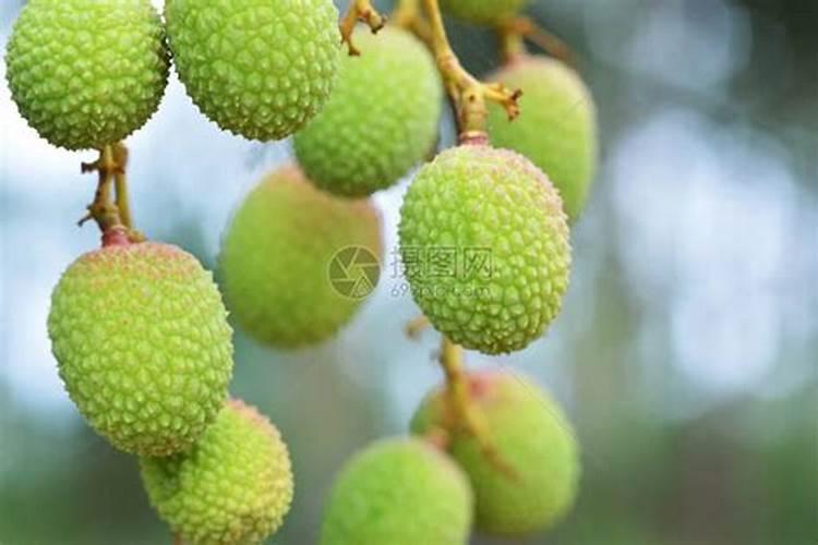 桂味荔枝打什么药催花