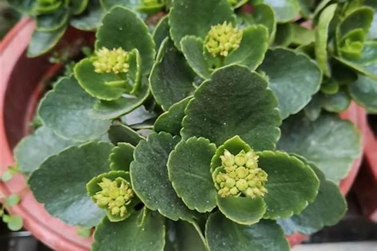 长寿花需要哪些肥料