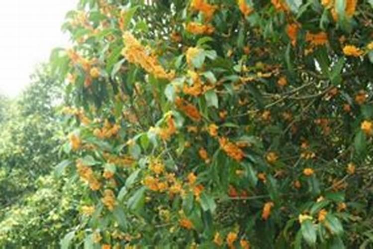 桂花施肥应注意