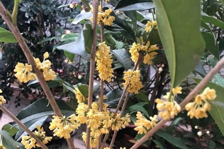 桂花最怕什么肥料？