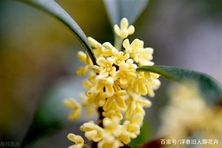 桂花种植需要哪些肥料