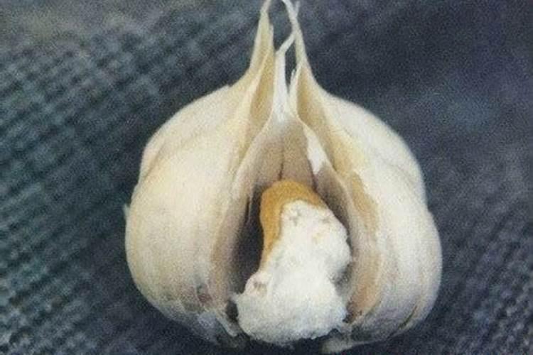 梨树干腐病用什么药治最好？