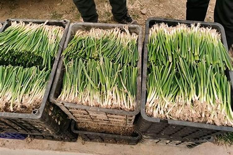 大葱种植技术及施肥