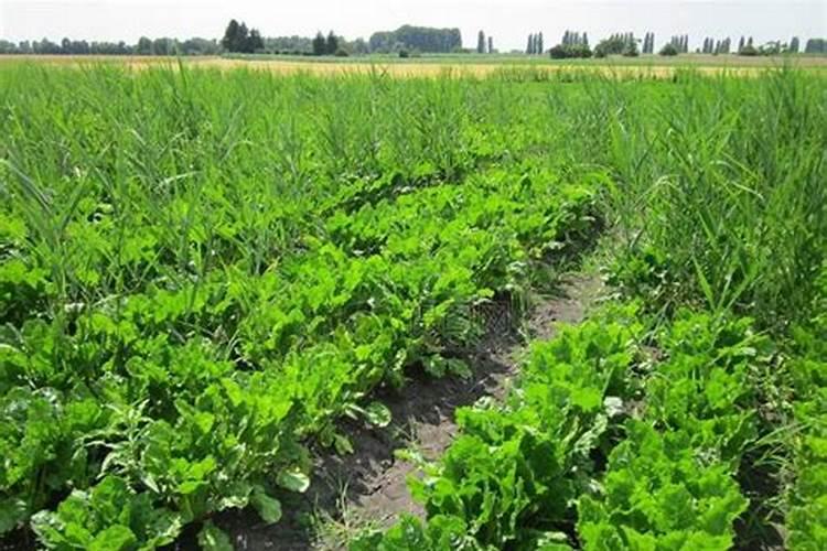 为什么种植甜菜过量使用化肥不好