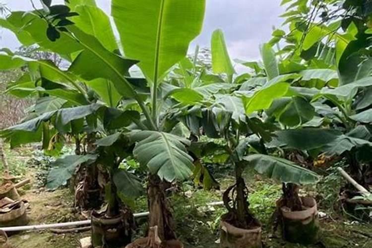 什么植物耐水？