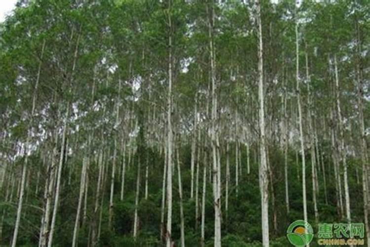 种植桉树底肥放多少