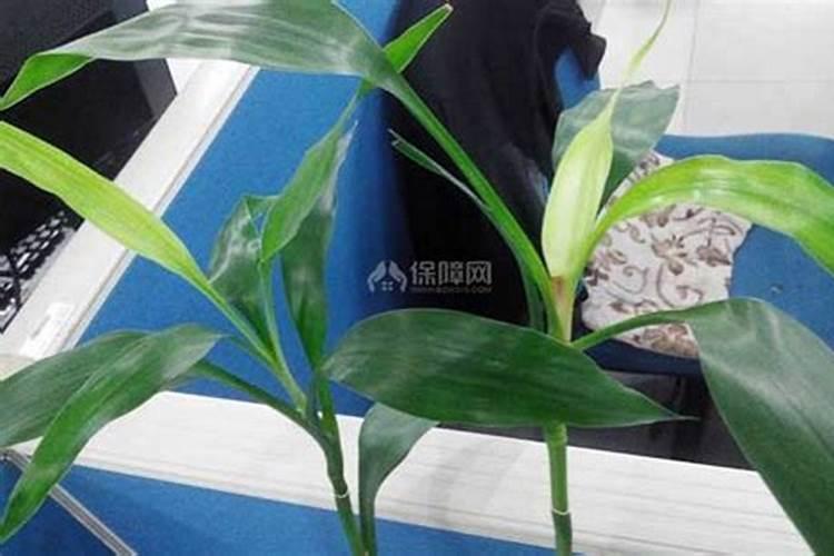 土培观音竹怎么水养才旺盛 观音竹水养更旺盛的方法