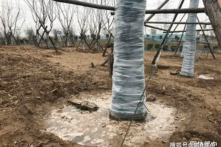 移栽的树多久施肥