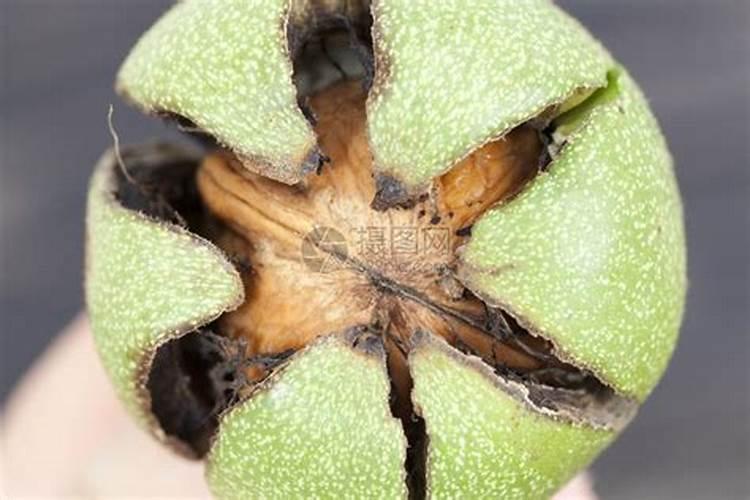 核桃壳可以做花土吗 核桃壳种花处理方法