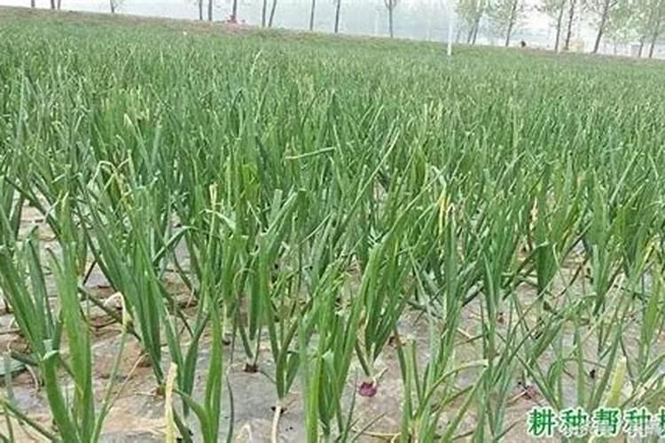 洋葱膨大期怎么管理