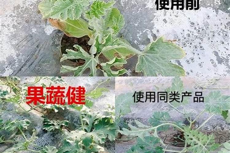 西瓜用哪种水溶肥效果好,怎么让西瓜膨大增甜