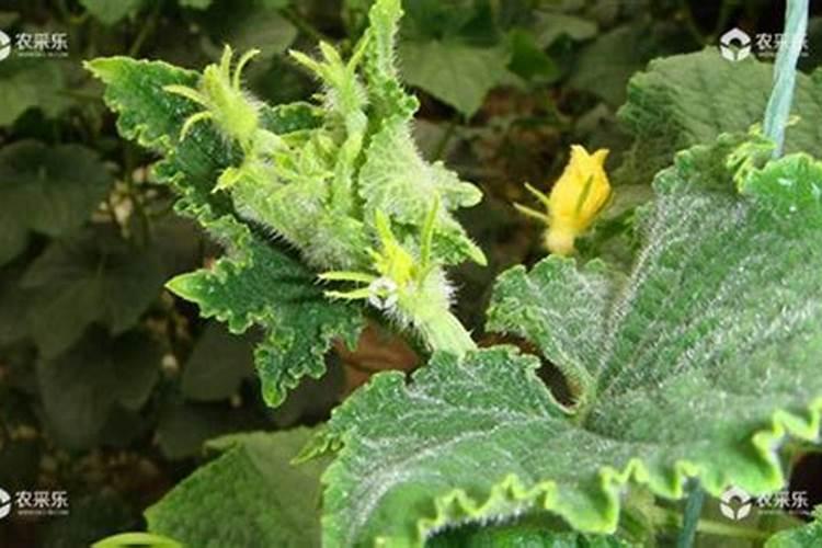 黄瓜花打顶怎么办