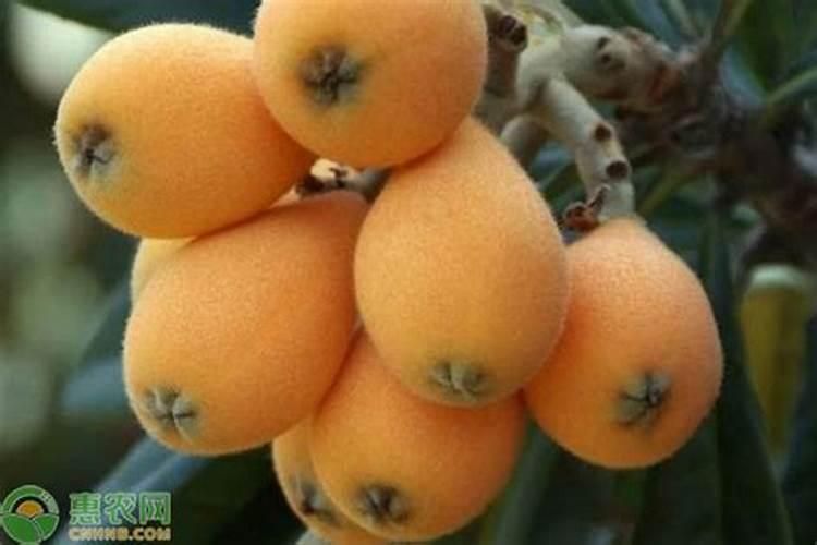 施硼施钾在果树上什么时候最好？