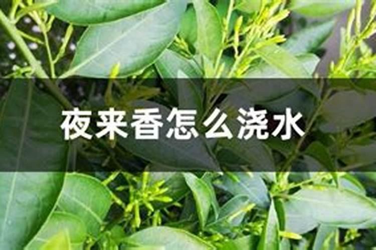 夜来香怎么养