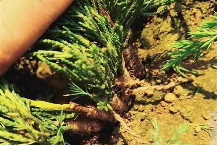 夏季工程移栽树木需要注意些什么？