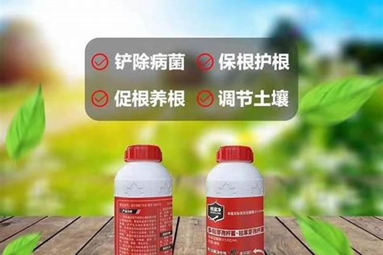 辣椒炭疽病用什么药