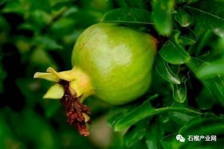 石榴树几天施肥一次？