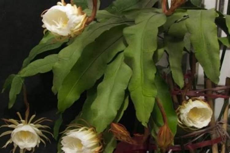 昙花施什么肥最好