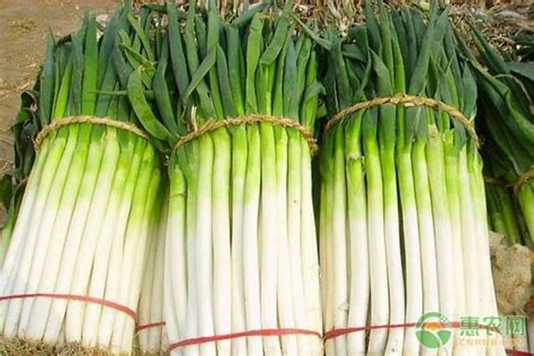 大葱种植高产施肥技巧大葱种植高产施肥应该怎么做