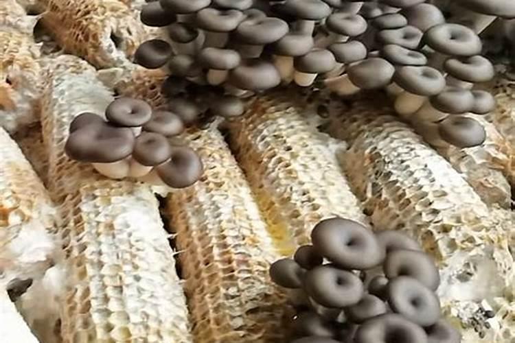 玉米地用什么肥料