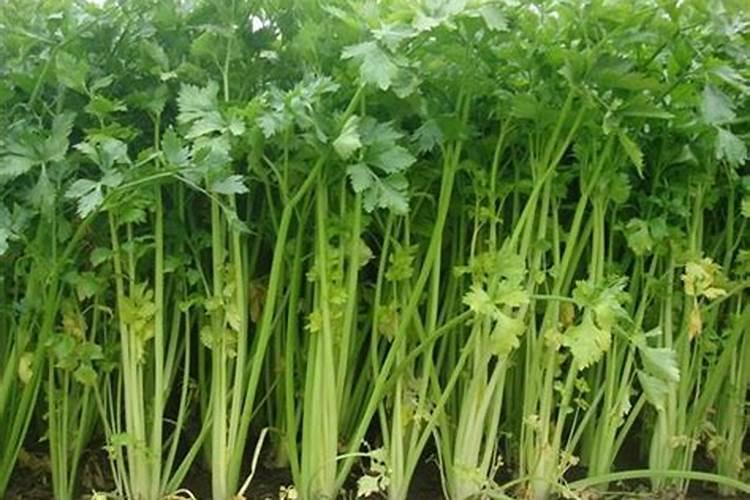 巧棵力水溶肥在芹菜上的效果如何？