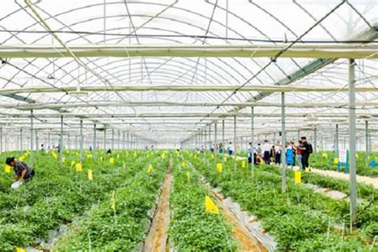 种植辣椒的专用肥料。要高产。用什么配比什么类的好